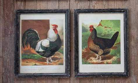 Framed Dorking Chicken Prints