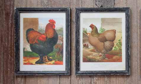 Framed Cochin Chicken Prints